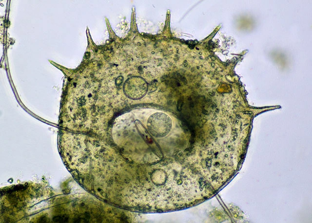 Centropyxis discoides