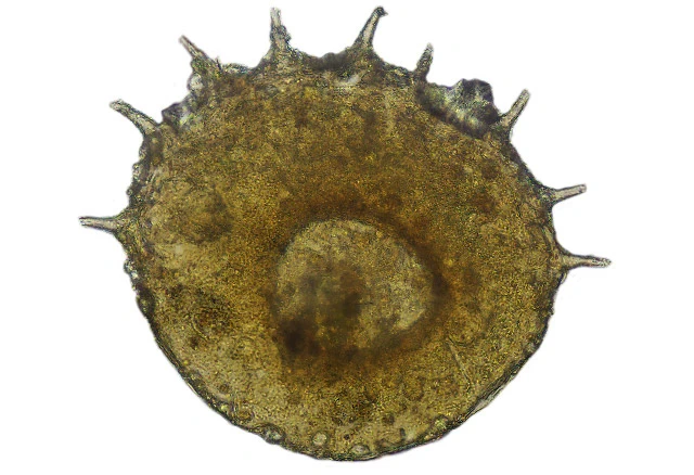 Centropyxis discoides