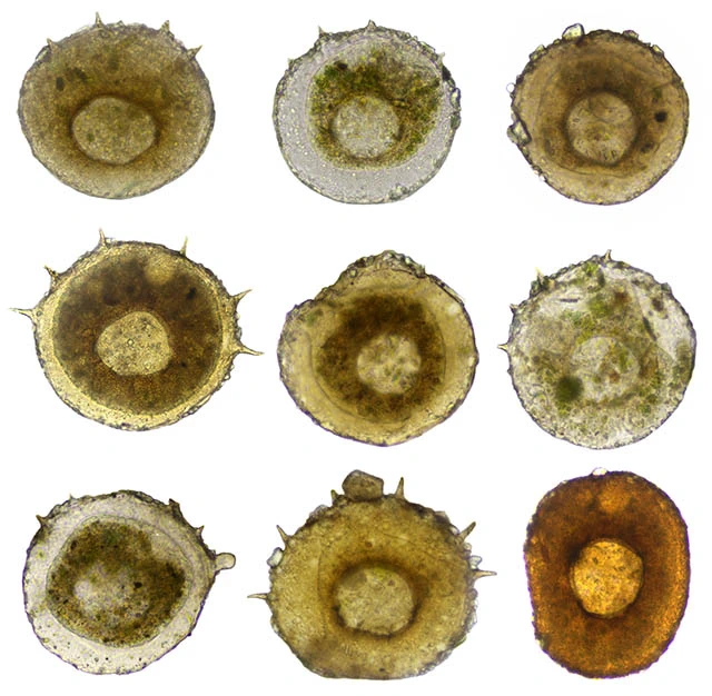 Centropyxis discoides