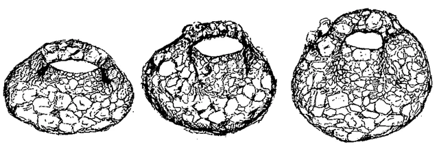 Centropyxis gauthieri