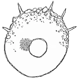 Centropyxis grandis