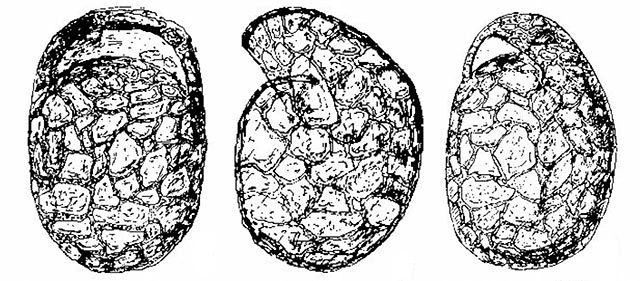 Centropyxis halophila