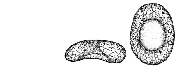 Centropyxis kurakchayensis