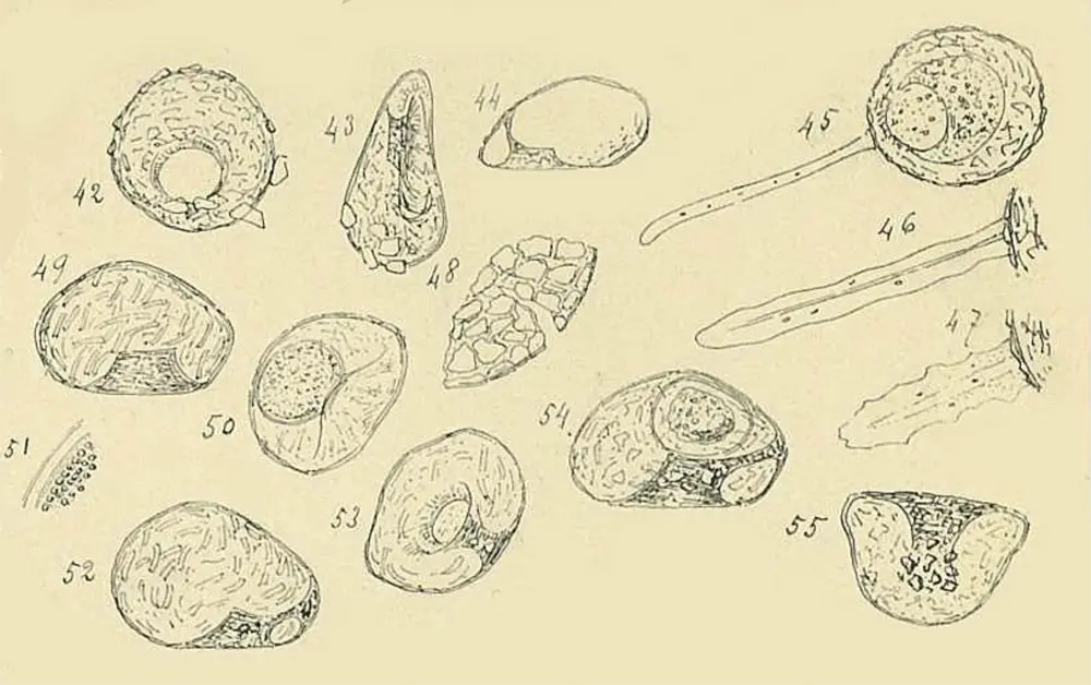Centropyxis laevigata