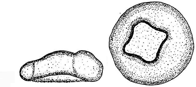 Centropyxis lapponica