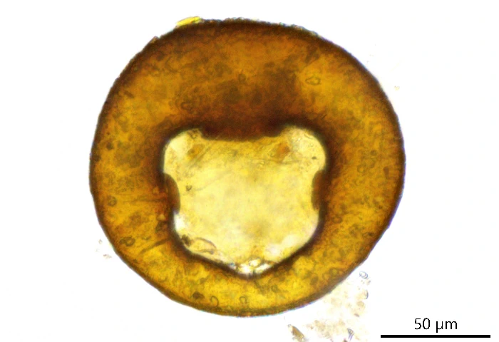 Centropyxis lapponica