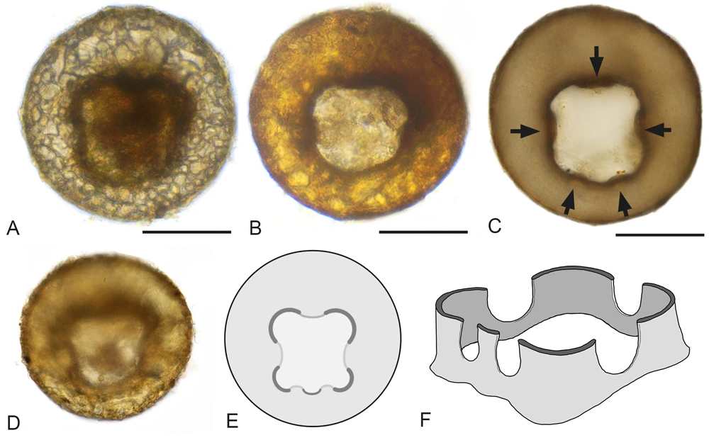 Centropyxis lapponica