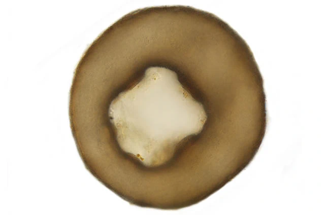 Centropyxis lapponica