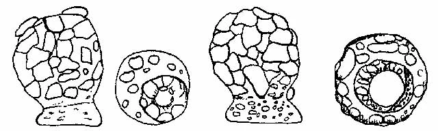 Centropyxis nauwercki