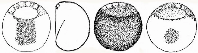 Centropyxis orbicularis