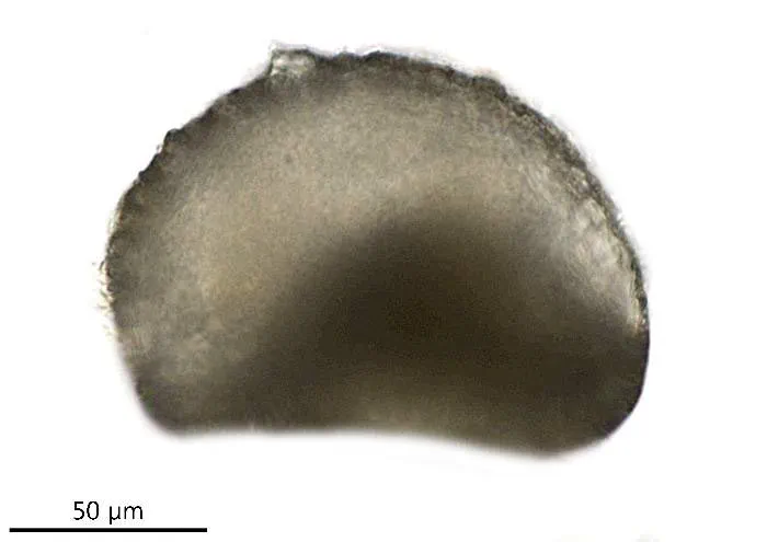 Centropyxis orbicularis