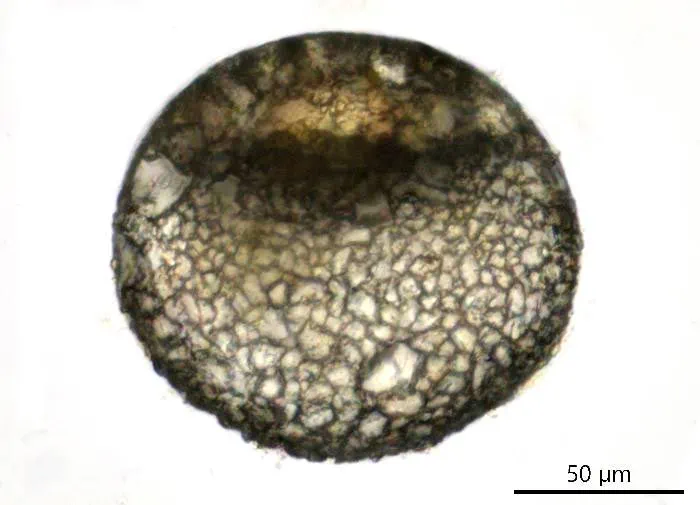Centropyxis orbicularis