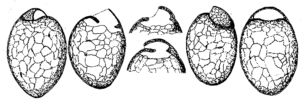 Centropyxis pseudodeflandriana 