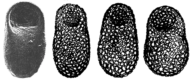 Centropyxis rioplatensis