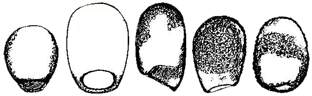 Centropyxis sacciformis