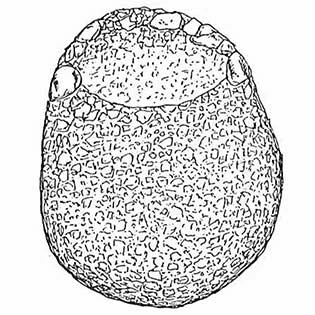 Centropyxis constricta