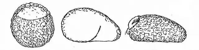 Centropyxis sphagnicola