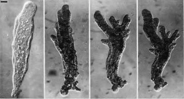 Chaos glabrum