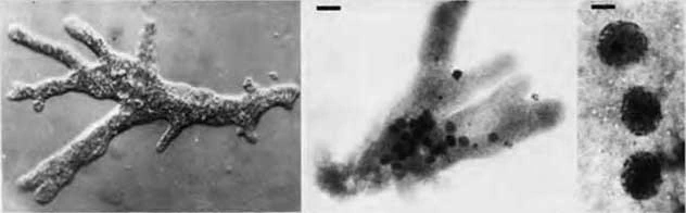 Chaos glabrum