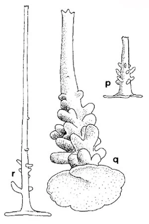 Choanocystis aculeata