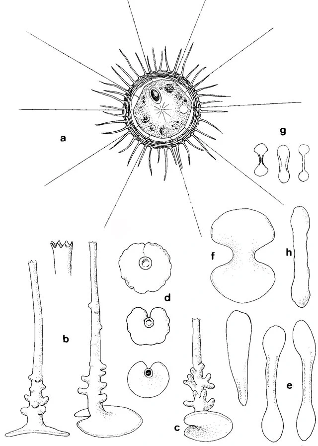 Choanocystis aculeata