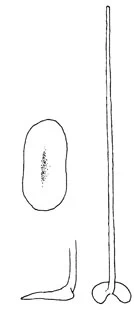 Choanocystis cordiformis