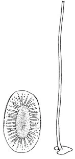 Choanocystis granulata