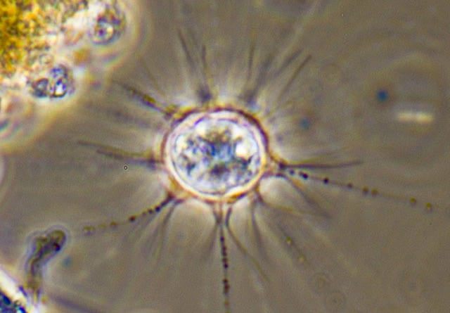 Choanocystis lepidula