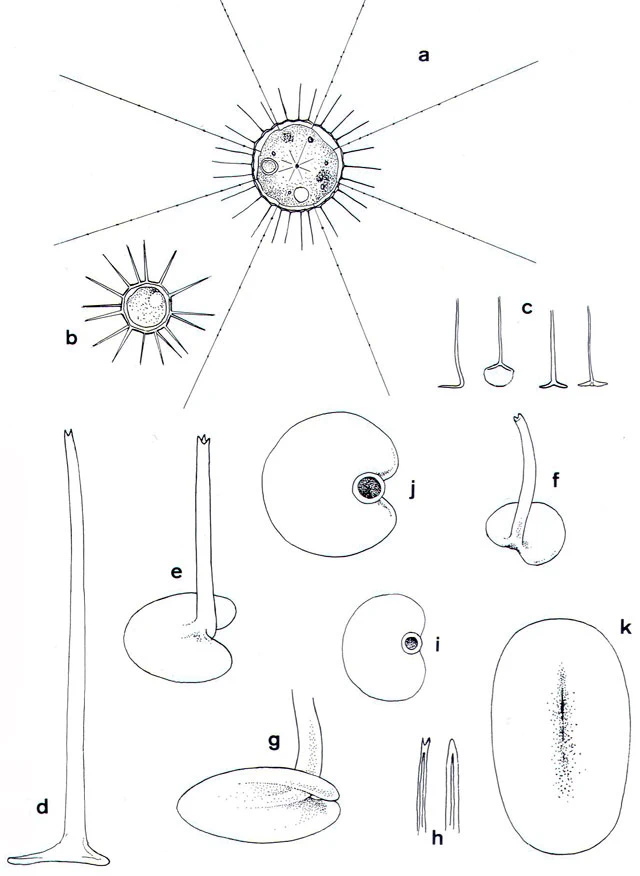 Choanocystis perpusilla