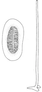 Choanocystis pertusa