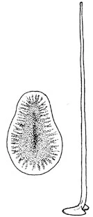 Choanocystis rhytidos