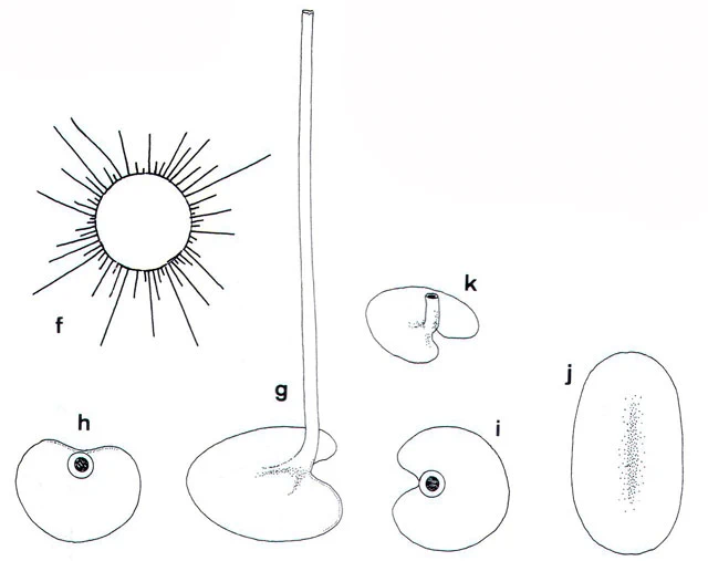 Choanocystis rotundata