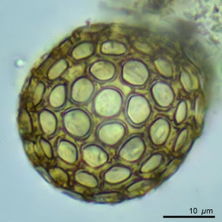 Clathrulina elegans