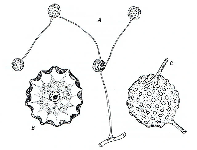 Clathrulina elegans