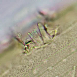 Pseudonebela africana