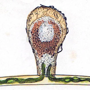 Pseudonebela africana