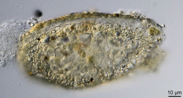 Clypeolina marginata