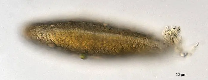 Clypeolina