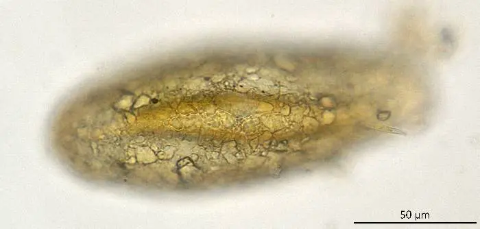 Clypeolina