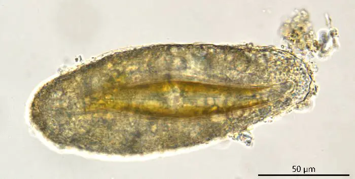 Clypeolina