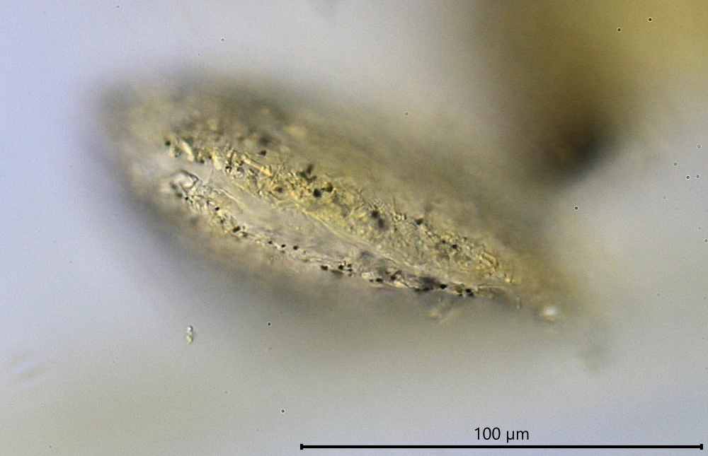 Clypeolina marginata