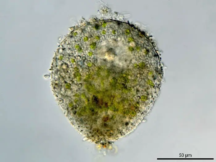 Clypeolina sp.