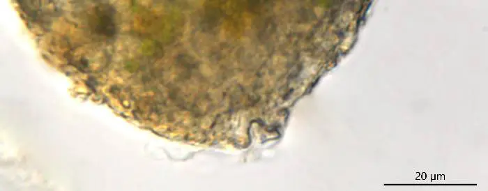 Clypeolina