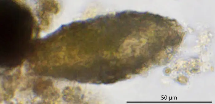 Clypeolina