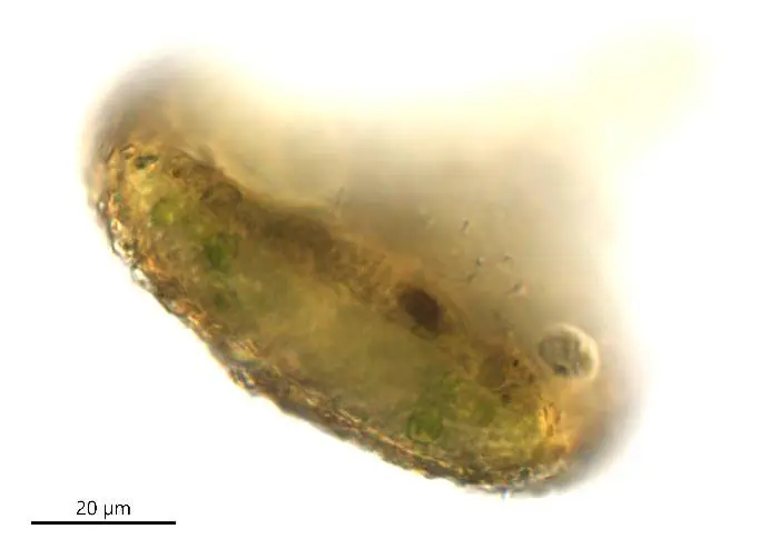 Clypeolina