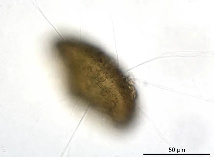 Clypeolina