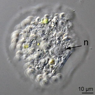 Cochliopodium