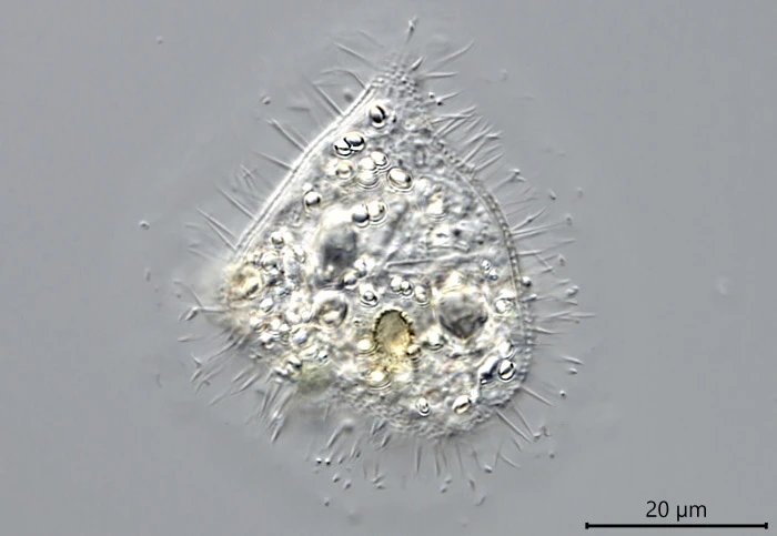Cochliopodium vestitum