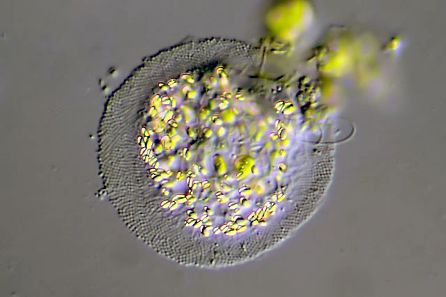 Cochliopodium bilimbosum
