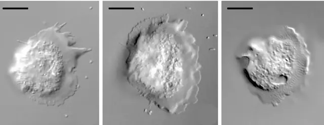 Cochliopodium minus